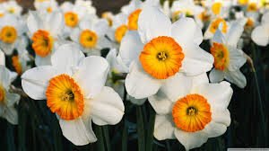 daffodils-2601747