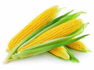 an-ear-of-corn-isolated-on-a-white-background